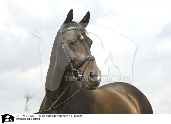 Holsteiner Portrait / warmblood portrait / TM-02437