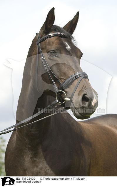 Holsteiner Portrait / warmblood portrait / TM-02439