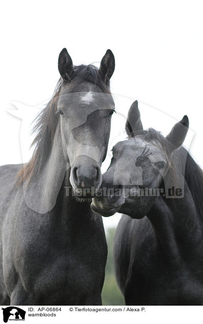 warmbloods / AP-06864