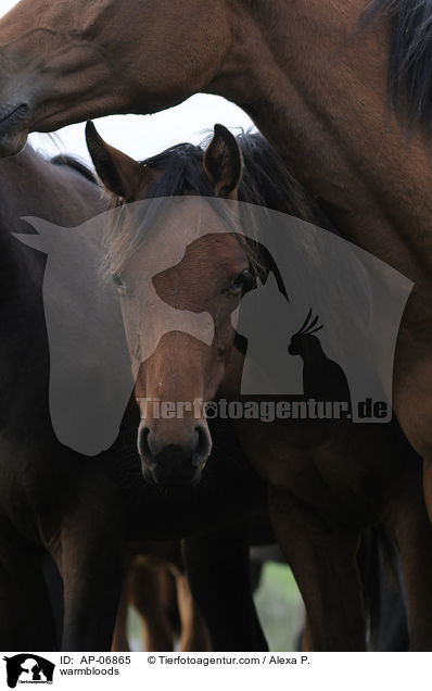 warmbloods / AP-06865