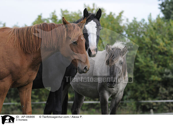 3 Pferde / 3 horses / AP-06866
