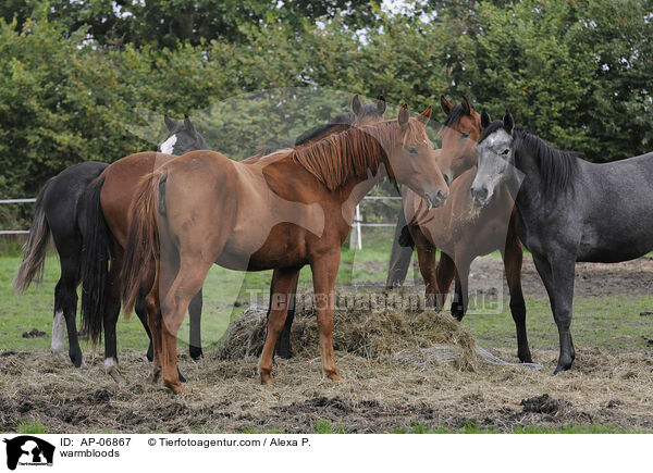 Holsteiner / warmbloods / AP-06867