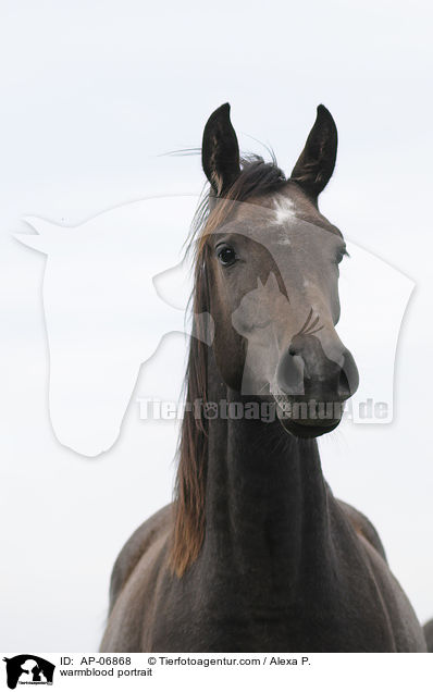 warmblood portrait / AP-06868