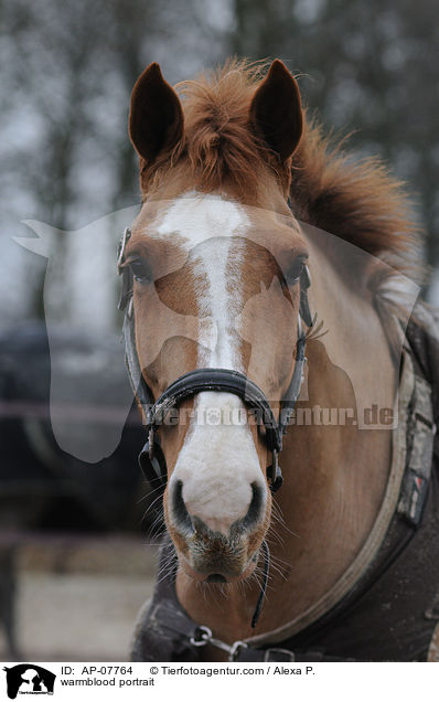 Holsteiner Portrait / warmblood portrait / AP-07764