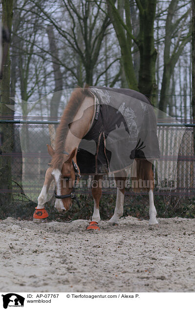warmblood / AP-07767