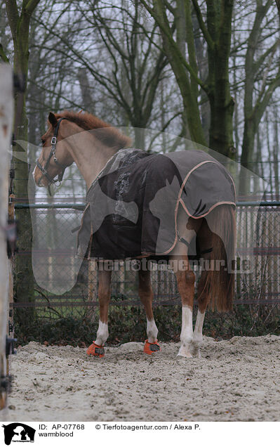 warmblood / AP-07768