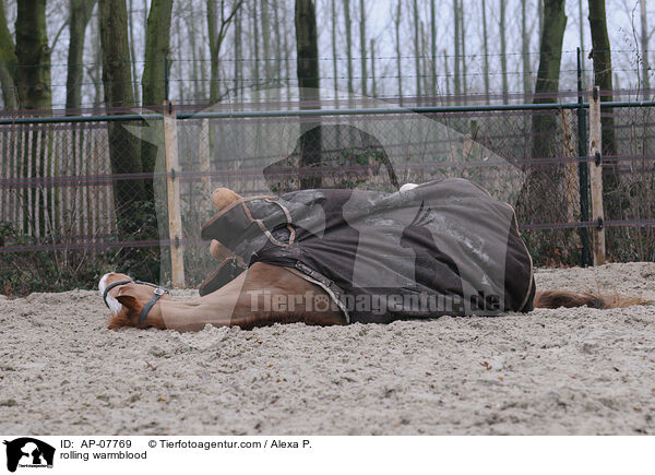 rolling warmblood / AP-07769