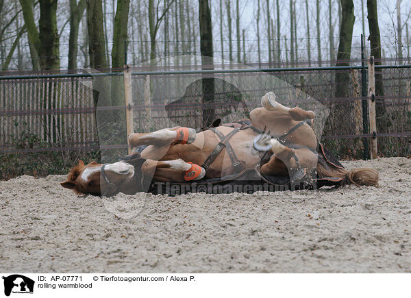 rolling warmblood / AP-07771