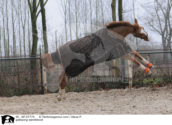 galoppierender Holsteiner / galloping warmblood / AP-07774
