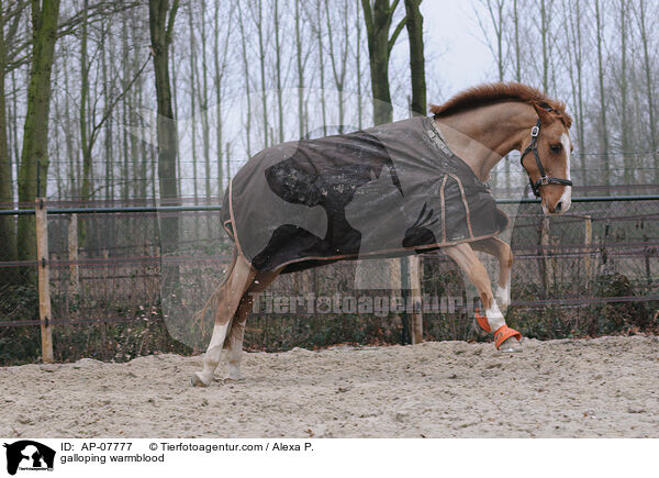 galloping warmblood / AP-07777