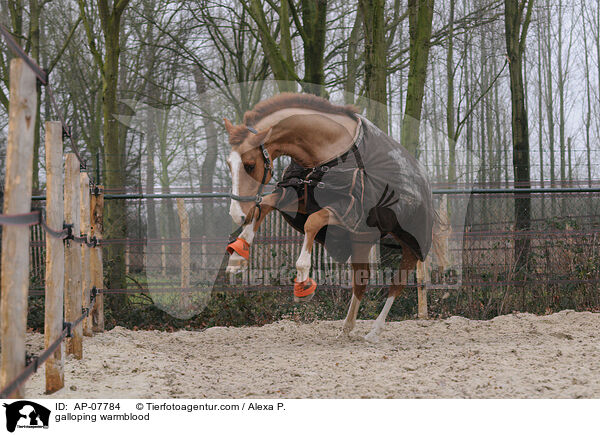 galoppierender Holsteiner / galloping warmblood / AP-07784