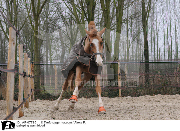 galoppierender Holsteiner / galloping warmblood / AP-07785