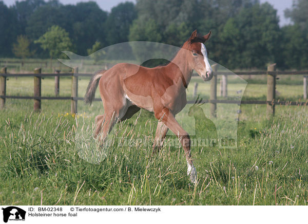 Holsteiner horse foal / BM-02348