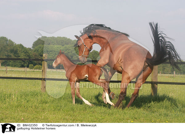 galloping Holsteiner horses / BM-02350