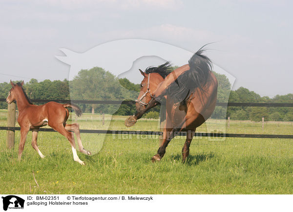 galoppierende Holsteiner / galloping Holsteiner horses / BM-02351