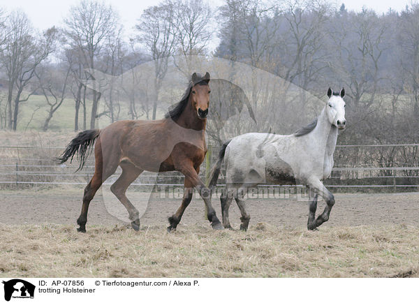 trotting Holsteiner / AP-07856