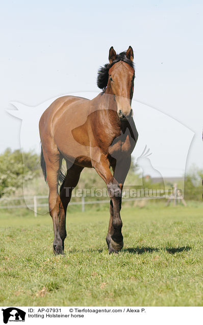 trotting Holsteiner horse / AP-07931