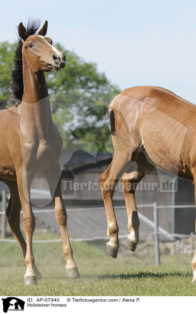 Holsteiner horses / AP-07940