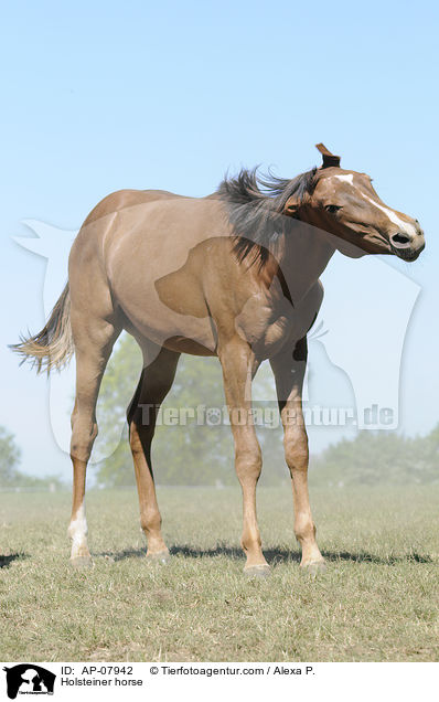 Holsteiner horse / AP-07942