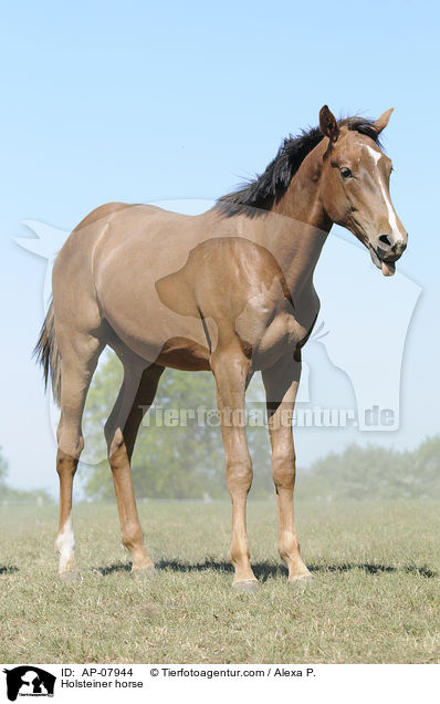 Holsteiner / Holsteiner horse / AP-07944