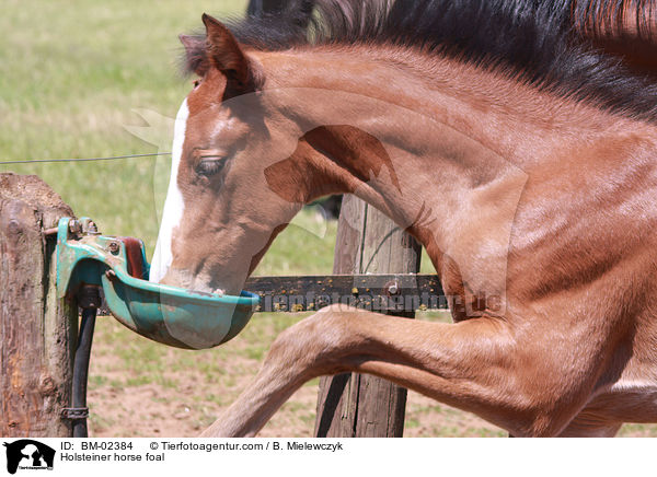 Holsteiner Fohlen / Holsteiner horse foal / BM-02384