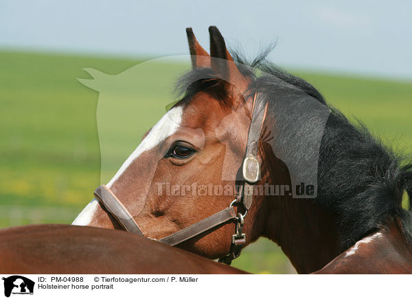 Holsteiner horse portrait / PM-04988