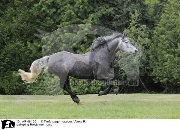 galoppierender Holsteiner / galloping Holsteiner horse / AP-08199