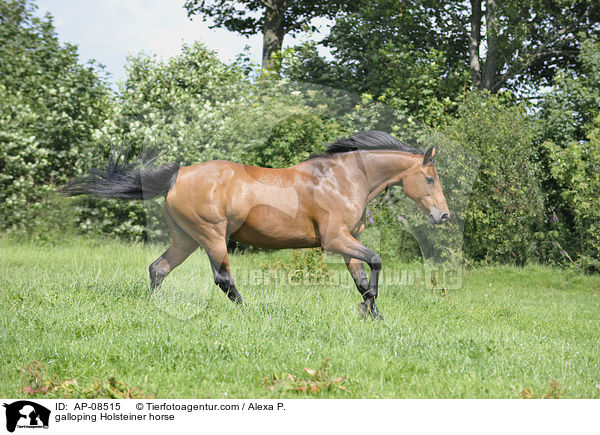 galloping Holsteiner horse / AP-08515