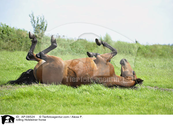rolling Holsteiner horse / AP-08524