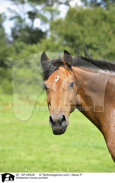 Holsteiner horse portrait / AP-08526