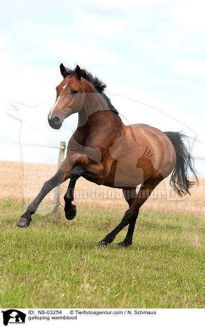 galloping warmblood / NS-03254
