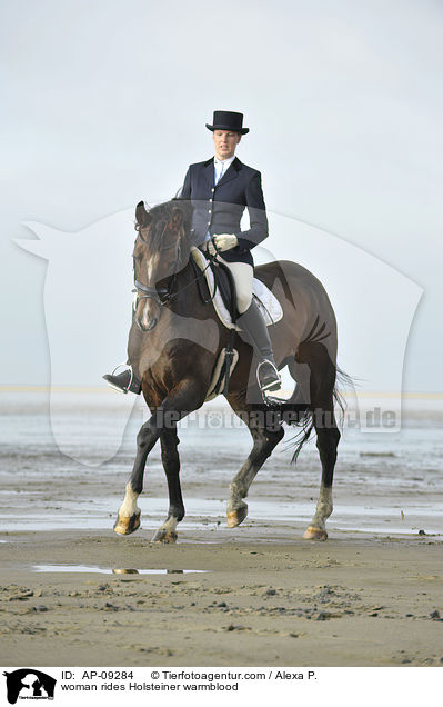 Frau reitet Holsteiner / woman rides Holsteiner warmblood / AP-09284