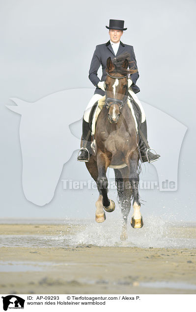 Frau reitet Holsteiner / woman rides Holsteiner warmblood / AP-09293