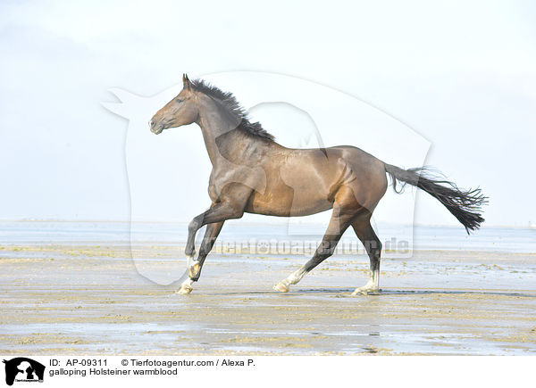 galloping Holsteiner warmblood / AP-09311