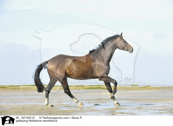 galloping Holsteiner warmblood / AP-09312