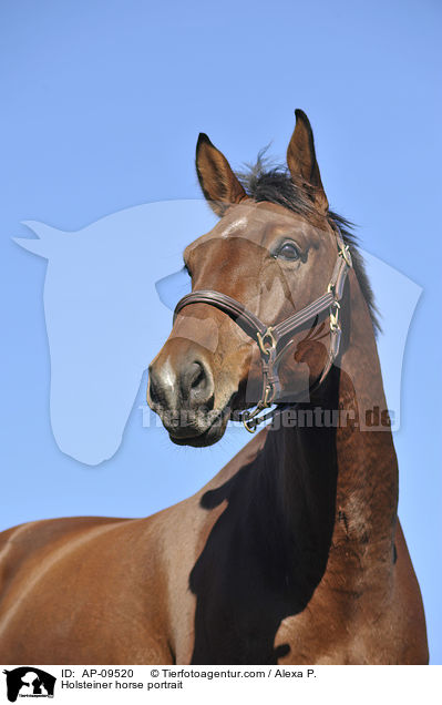 Holsteiner horse portrait / AP-09520