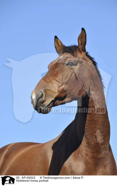 Holsteiner horse portrait / AP-09523
