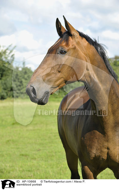 Holsteiner Portrait / warmblood portrait / AP-10668