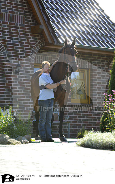 Holsteiner / warmblood / AP-10674