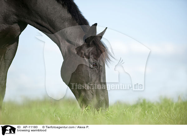 fressneder Holsteiner / browsing warmblood / AP-11180