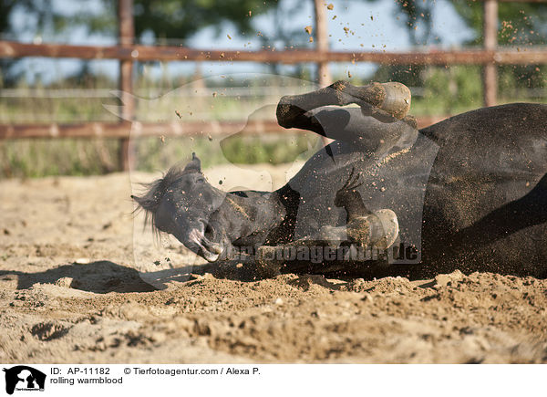 rolling warmblood / AP-11182