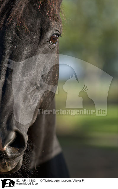 warmblood face / AP-11183