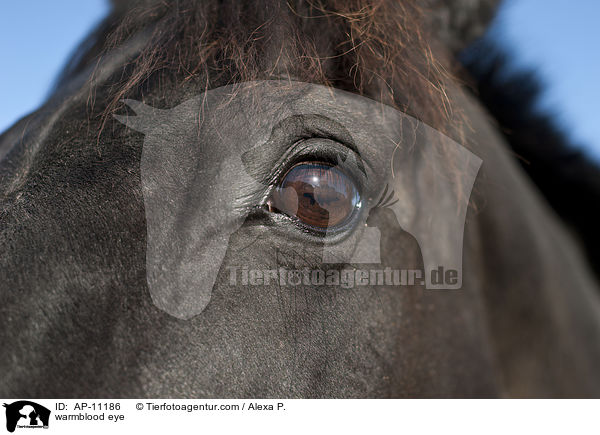 Holsteiner Auge / warmblood eye / AP-11186