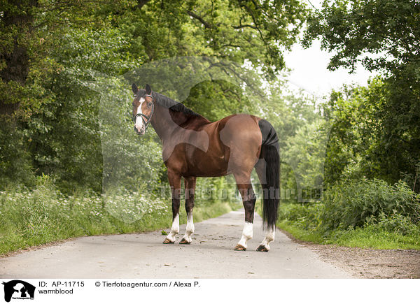 warmblood / AP-11715