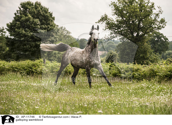 galloping warmblood / AP-11746