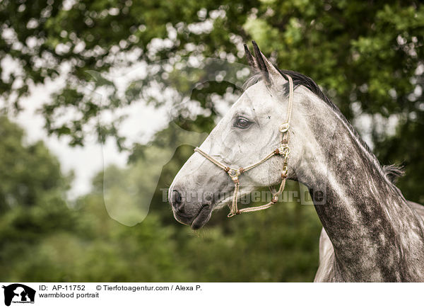 warmblood portrait / AP-11752