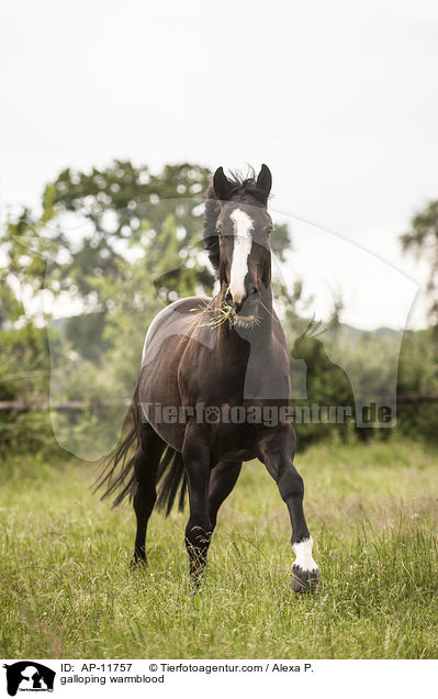 galloping warmblood / AP-11757