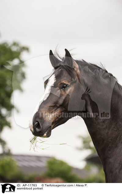 warmblood portrait / AP-11763