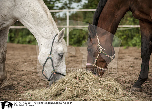2 holstein horses / AP-12339