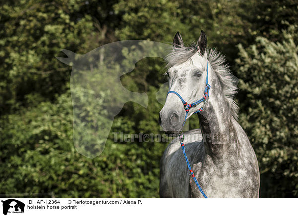holstein horse portrait / AP-12364
